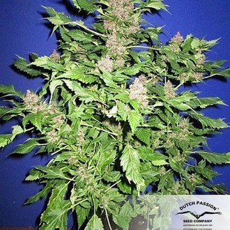 Frisian Duck (Dutch Passion) Feminiserede