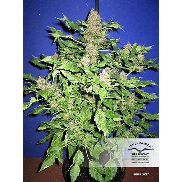 Frisian Duck (Dutch Passion) Feminiserede