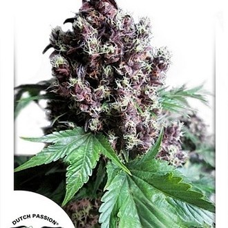 Frisian Duck (Dutch Passion) Feminiserede