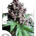 Frisian Duck (Dutch Passion) Feminiserede