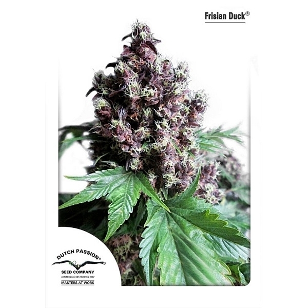 Frisian Duck (Dutch Passion) Feminiserede