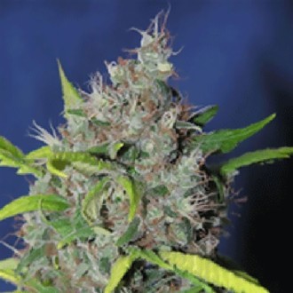 Blueberry Bud (Sagarmatha Seeds) Feminiserede