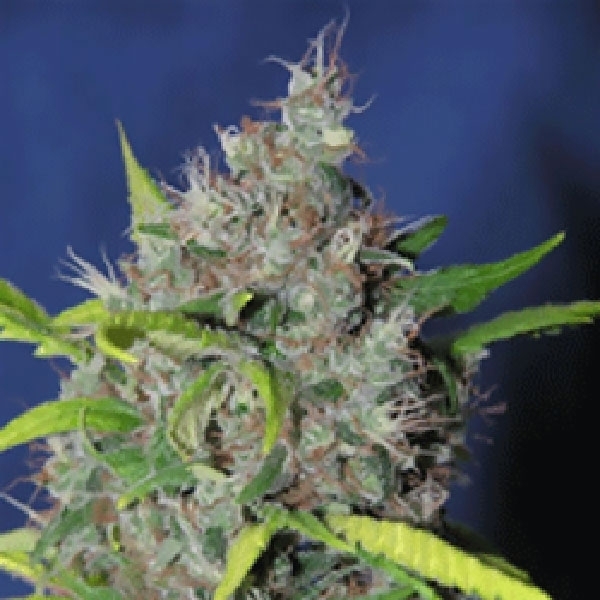 Blueberry Bud (Sagarmatha Seeds) Feminiserede