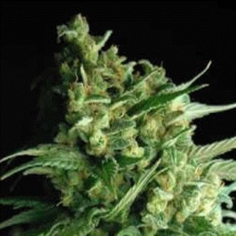 Double Bubble Berry (Sagarmatha Seeds) feminiserede