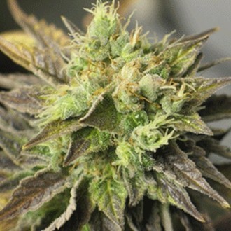 Strawberry D-Lite (Sagarmatha Seeds) Feminiserede