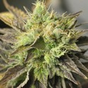 Strawberry D-Lite (Sagarmatha Seeds) Feminiserede