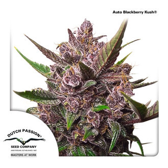 Auto Blackberry Kush (Dutch Passion) Feminiserede