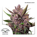 Auto Blackberry Kush (Dutch Passion) Feminiserede