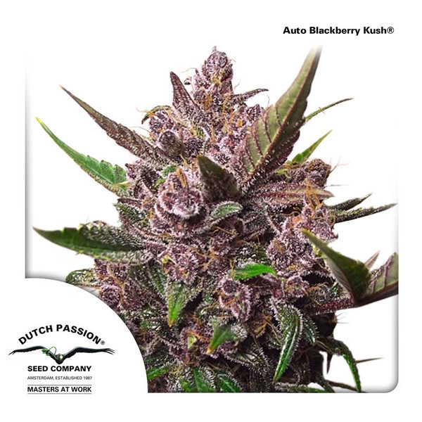 Auto Blackberry Kush (Dutch Passion) Feminiserede