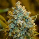 Critical Jack (Silent Seeds) Feminiserede