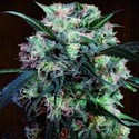 Kali China (ACE Seeds) Feminiserede