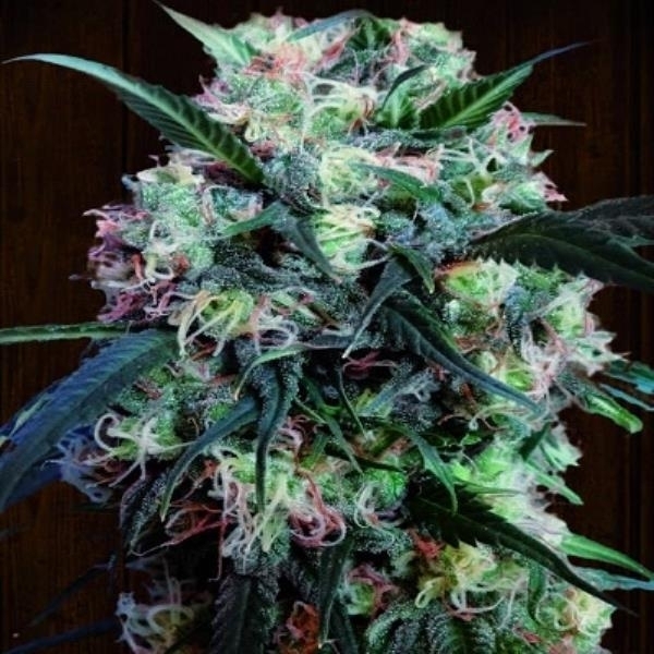 Kali China (ACE Seeds) Feminiserede