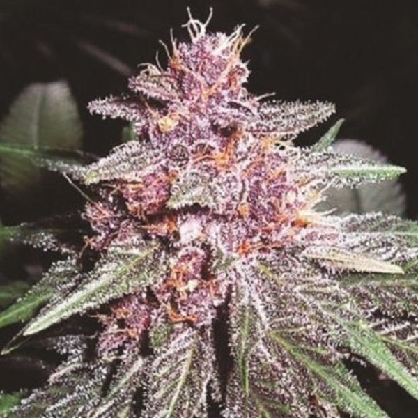Violeta (ACE Seeds) Feminiserede