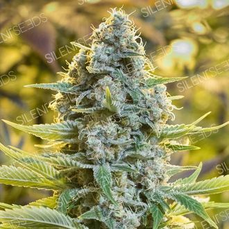 Moby Dick (Silent Seeds) Feminiserede