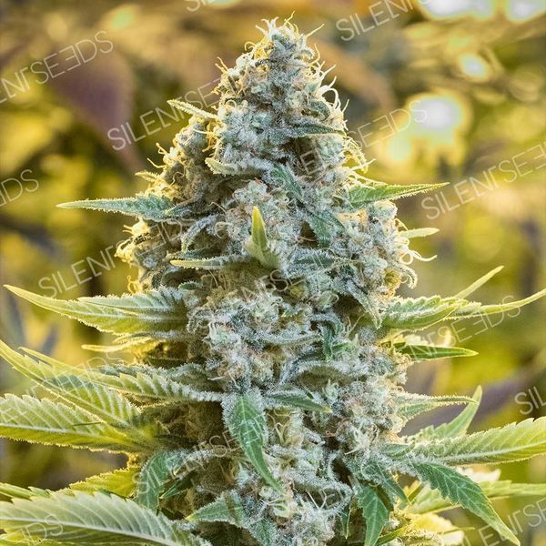 Moby Dick (Silent Seeds) Feminiserede