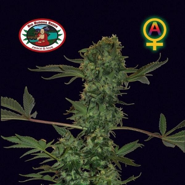 Big Buddha Cheese Autoflower (Big Buddha Seeds) Feminiserede