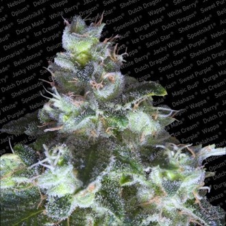 Original White Widow (Paradise Seeds) Feminiserede