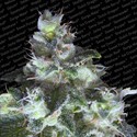 Original White Widow (Paradise Seeds) Feminiserede