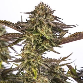Zombie Kush (Ripper Seeds) feminiserede cannabisfr&oslash;