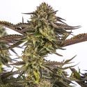 Zombie Kush (Ripper Seeds) Feminiserede