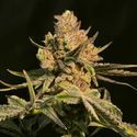 Washing Machine (Ripper Seeds) Feminiserede