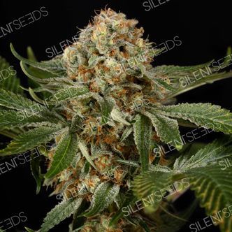OG Kush (Silent Seeds) feminiserede cannabisfr&oslash;