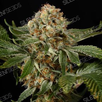 OG Kush (Silent Seeds) Feminiserede