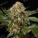 OG Kush (Silent Seeds) Feminiserede