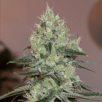 Original Amnesia (Silent Seeds) Feminiserede
