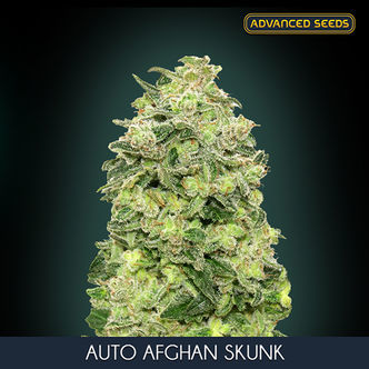 Auto Afghan Skunk (Advanced Seeds) feminiserede