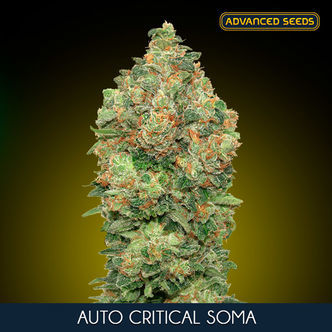 Auto Critical Soma (Advanced Seeds) feminiserede