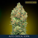 Auto Critical Soma (Advanced Seeds) Feminiserede