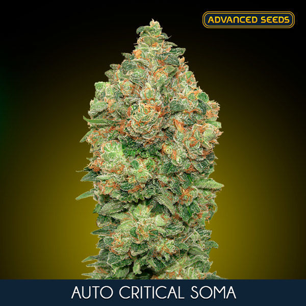 Auto Critical Soma (Advanced Seeds) Feminiserede