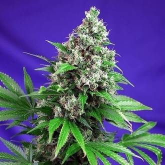 Killer Kush - F1 Fast Version (Sweet Seeds) Feminiserede