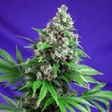 Killer Kush - F1 Fast Version (Sweet Seeds) Feminiserede