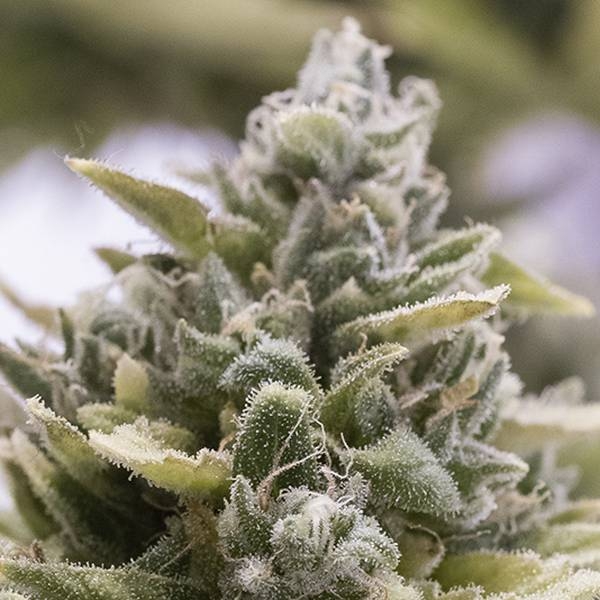OG Kush Auto (Humboldt Seed Organization) Feminiserede