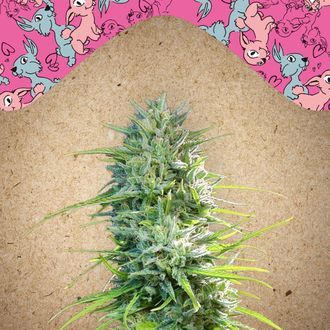 SexBud (Female Seeds) Feminiserede