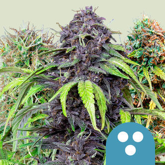 CBD Mix (Royal Queen Seeds) feminiserede