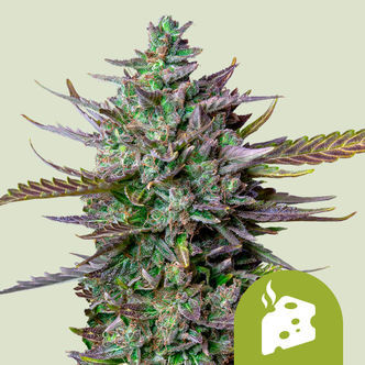 Blue Cheese Automatic (Royal Queen Seeds) feminiserede