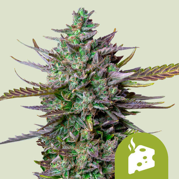 Blue Cheese Autoflower (Royal Queen Seeds) Feminiserede