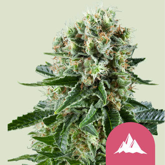 Critical Kush (Royal Queen Seeds) Feminiserede