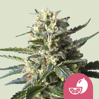 Lemon Shining Silver Haze (Royal Queen Seeds) Feminiserede