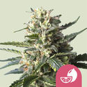Lemon Shining Silver Haze (Royal Queen Seeds) Feminiserede