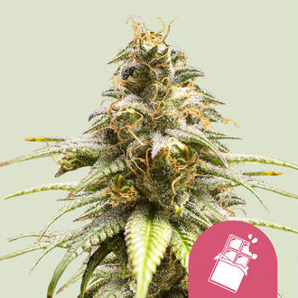 Chocolate Haze (Royal Queen Seeds) Feminiserede