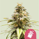 Chocolate Haze (Royal Queen Seeds) Feminiserede