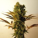 Hammershark (Resin Seeds) Feminiserede