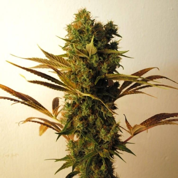 Hammershark (Resin Seeds) Feminiserede