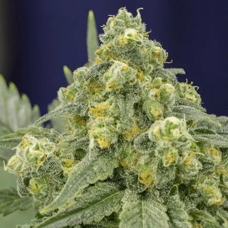 White Widow (Silent Seeds) feminiserede cannabisfr&oslash;