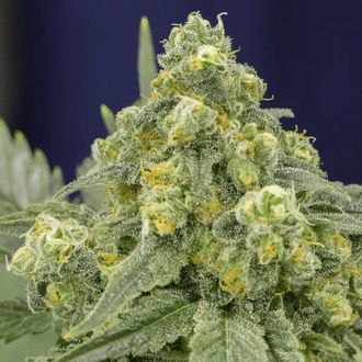 White Widow (Silent Seeds) Feminiserede