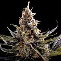 24K Gold (DNA Genetics) Feminiserede
